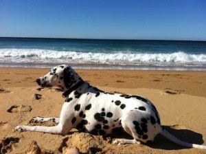 Inky beach photo